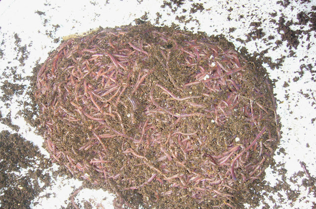 Ternak cacing lumbricus rubellus murah di boyolali