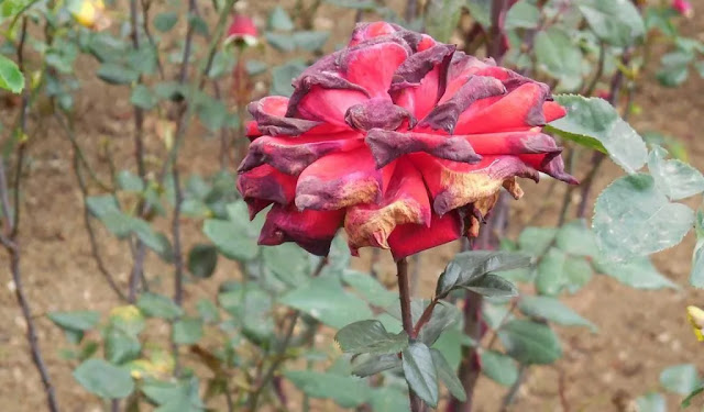 Mengatasi Penyakit Tanaman pada Bunga Mawar: Panduan Lengkap Untuk Teman Berkebun