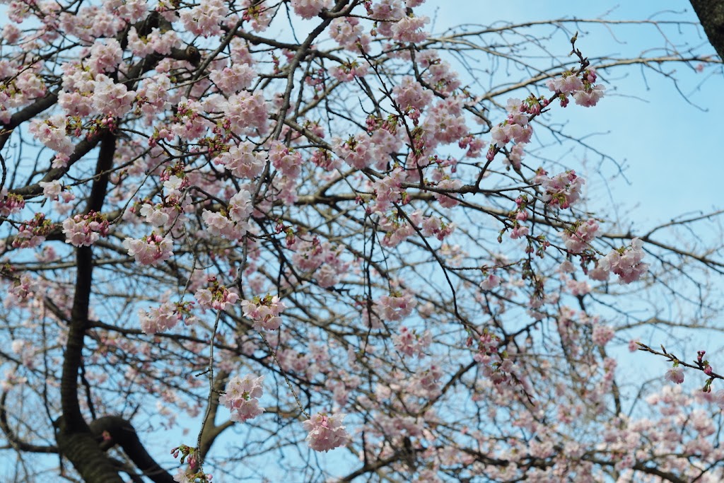 桜を引きで