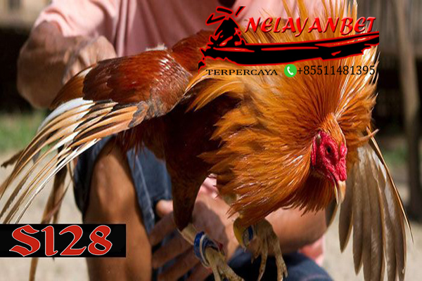 Bandar Judi Sabung Ayam Online S128 Live Streaming 