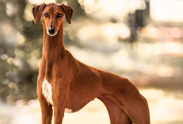 Skinny Dog Azawakh