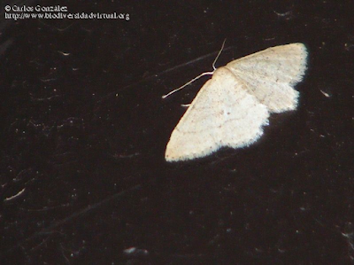 http://www.biodiversidadvirtual.org/insectarium/Idaea-deversaria-%28Herrich-Schaffer-1847%29-img384473.html