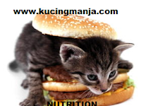 Provide Nutrition Supplements For Your Kittens Healthy to Always