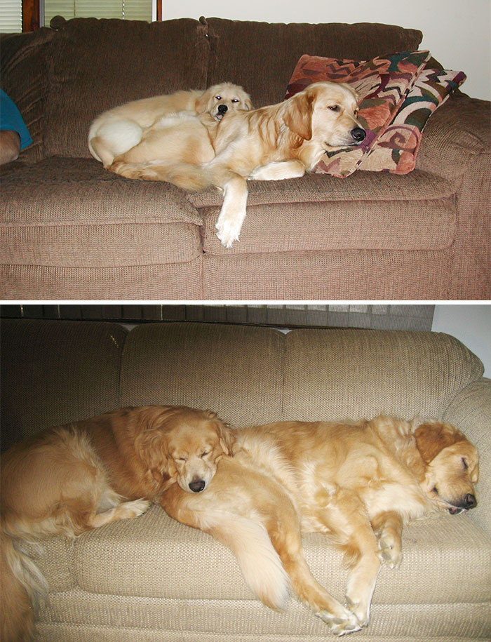 50 Heart-Warming Photos of Animals Growing Up Together - Sharing The Couch Then And Now