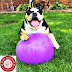 Bulldog with baloons