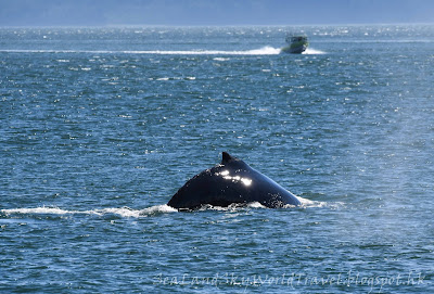 朱諾, Juneau Whale watching, 觀鯨團