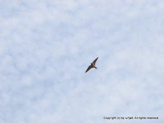 Barn Swallows