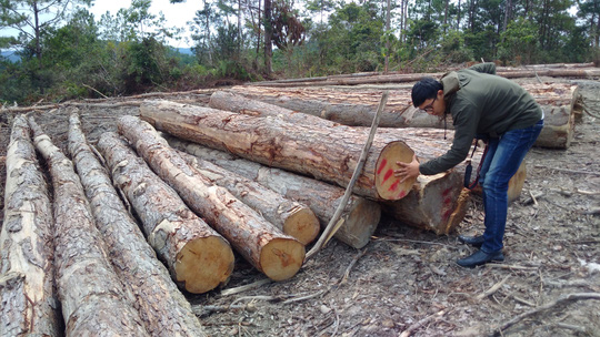 Nhiều diện tích rừng thông bị phá để trồng mắc ca ở huyện Kon Plông, tỉnh Kon Tum