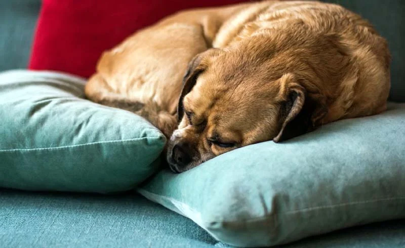 How Can I Help My Dog Re-Adjust to Spending Time Alone?