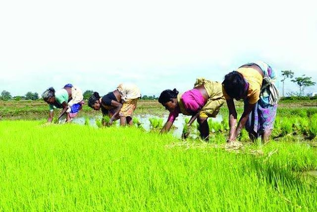 ৪৫,০০০ বেতনে কৃষি বিভাগে গ্রুপ সি পদে কর্মী নিয়োগ, অনলাইনে আবেদন