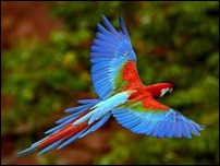 arara-amazonica