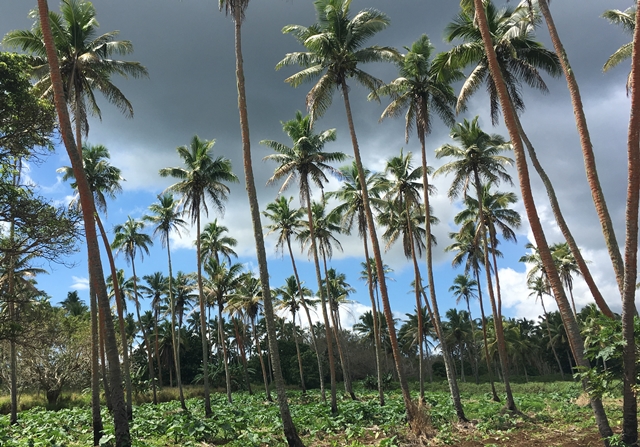 Tongan Potato / Sweet Potatoes In Coconut Caramel Sauce Global Table Adventure - The culture of ...