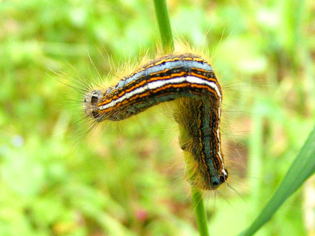 Lackey moth Malacosoma neustria caterpillar, Loir et Cher, France. Photo by Loire Valley Time Travel.