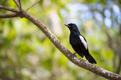 Klasifikasi Burung Kacer | Poci | Magpie Robin
