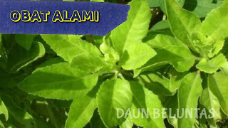 Lima Manfaat Asam Sebagai Obat Tradisional Warisan Leluhur