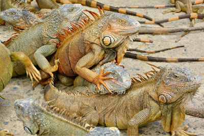 Iguanas at Arch's Iguana Sanctuary