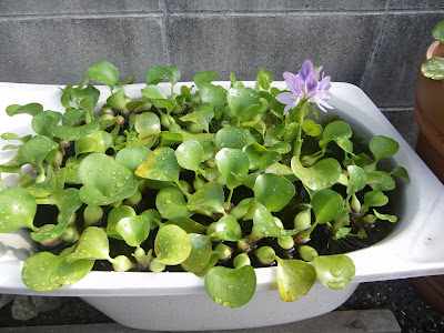 【ベストコレクション】 水草 種類 メダカ 349780-メダカ 水草 種類 屋外