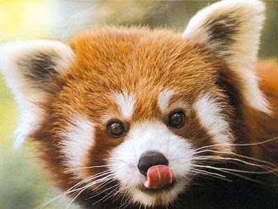 Red Panda Closeup