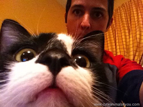 50_Funniest_Animal_Photobombs_Of_All_Time_46