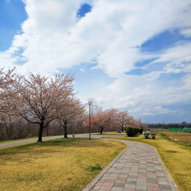 千曲川　さくラさく小径