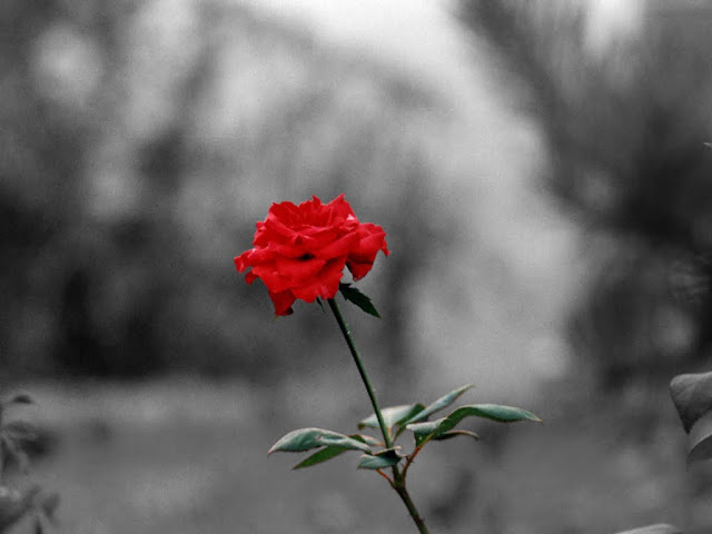 Flores Rojas