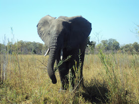 Malawi - A cheap destination for African Wildlife