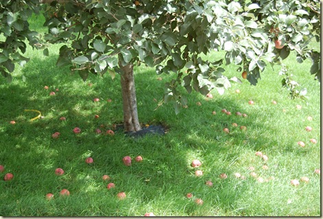 g sale, Tay, apples 007