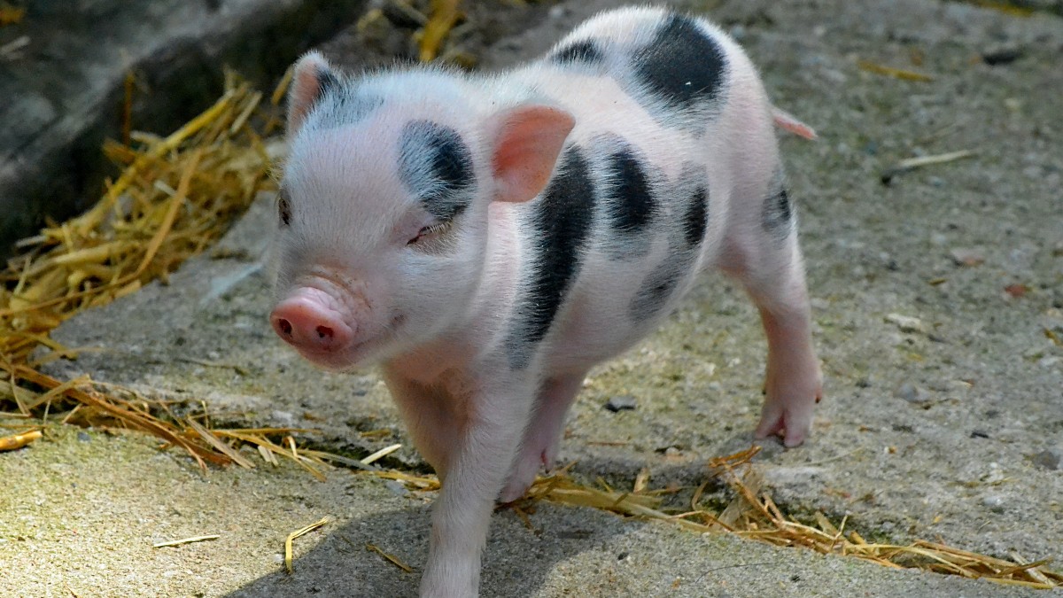 A pet Juliana Pig