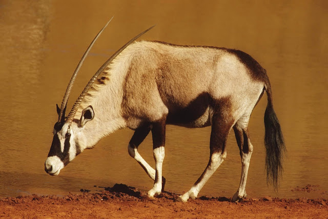 19090-Gemsbok Animal HD Wallpaperz