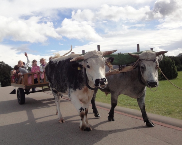 Oxcart Ride Was a Big Hit with the Kids, Summer Vaisnava Festival