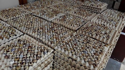 jual beli telur, telur puyuh, harga telur puyuh, puyuh, jual telur puyuh