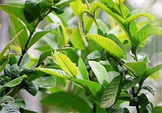 Guava leaves to prevent hair loss | Life Allegro live with healthy life