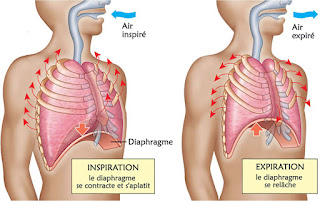 Ventilation Pulmonaire