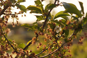 spring at the allotment