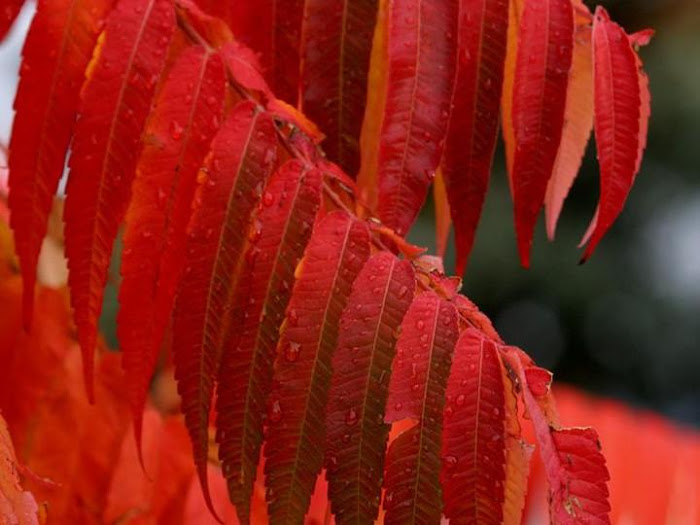 Gardens in full Bloom - Beautiful Photos...