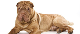 El shar pei es un canino responsable y protector que el dueño de un perro experimentado puede desear echarle un vistazo