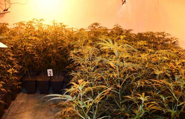 U Plandištu zaplenjena veća količina marihuane