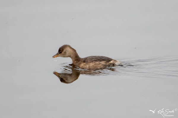 Little grebe