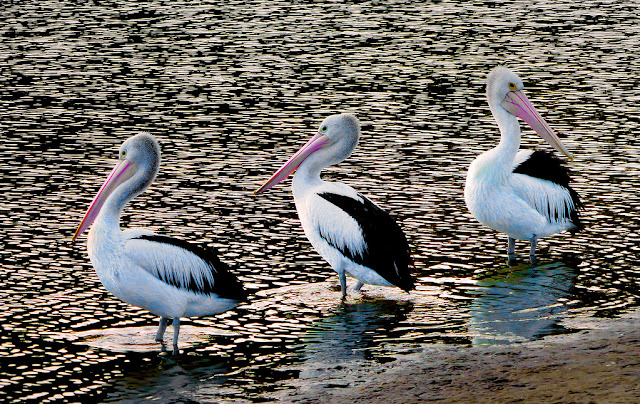 Beyond the Beak: 5 Fascinating Facts About Australian Pelicans