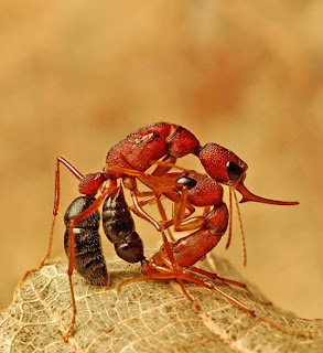 Semut Harpegnathos saltator