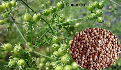 coriander