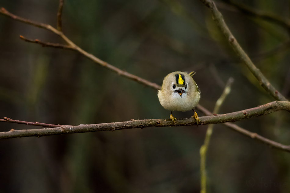 Pöialpoiss, Regulus regulus, European Goldcrest, Common