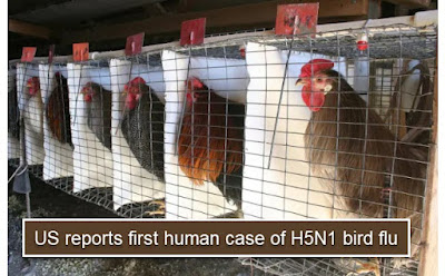 US reports first human case of bird flu H5N1