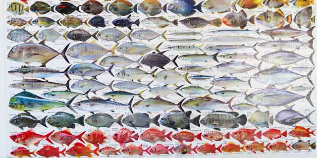 fish identification, poster, Okinawa