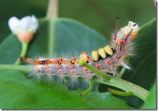 caterpillar