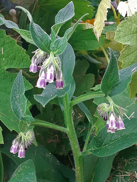 Comfrey flowers