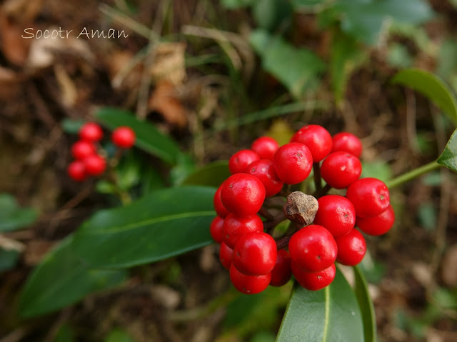 Skimmia japonica