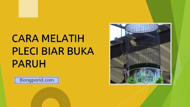 CARA MELATIH PLECI BIAR BUKA PARUH