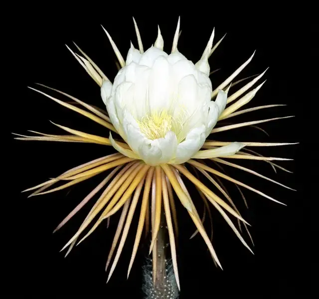 flor do Cacto Princesa-da-noite (selenicereus pteranthus)