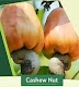 See The State That Account For 40 Percent Cashew Nut Production In Nigeria